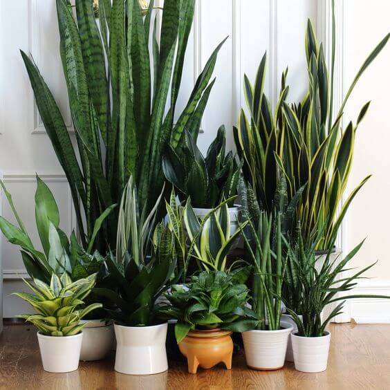 Plantas que combatem o mofo e a umidade no quarto