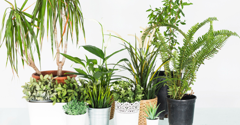 Benefícios das plantas que liberam oxigênio à noite