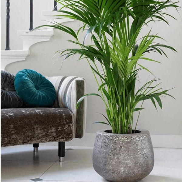 melhores plantas para quarto que purificam o ar