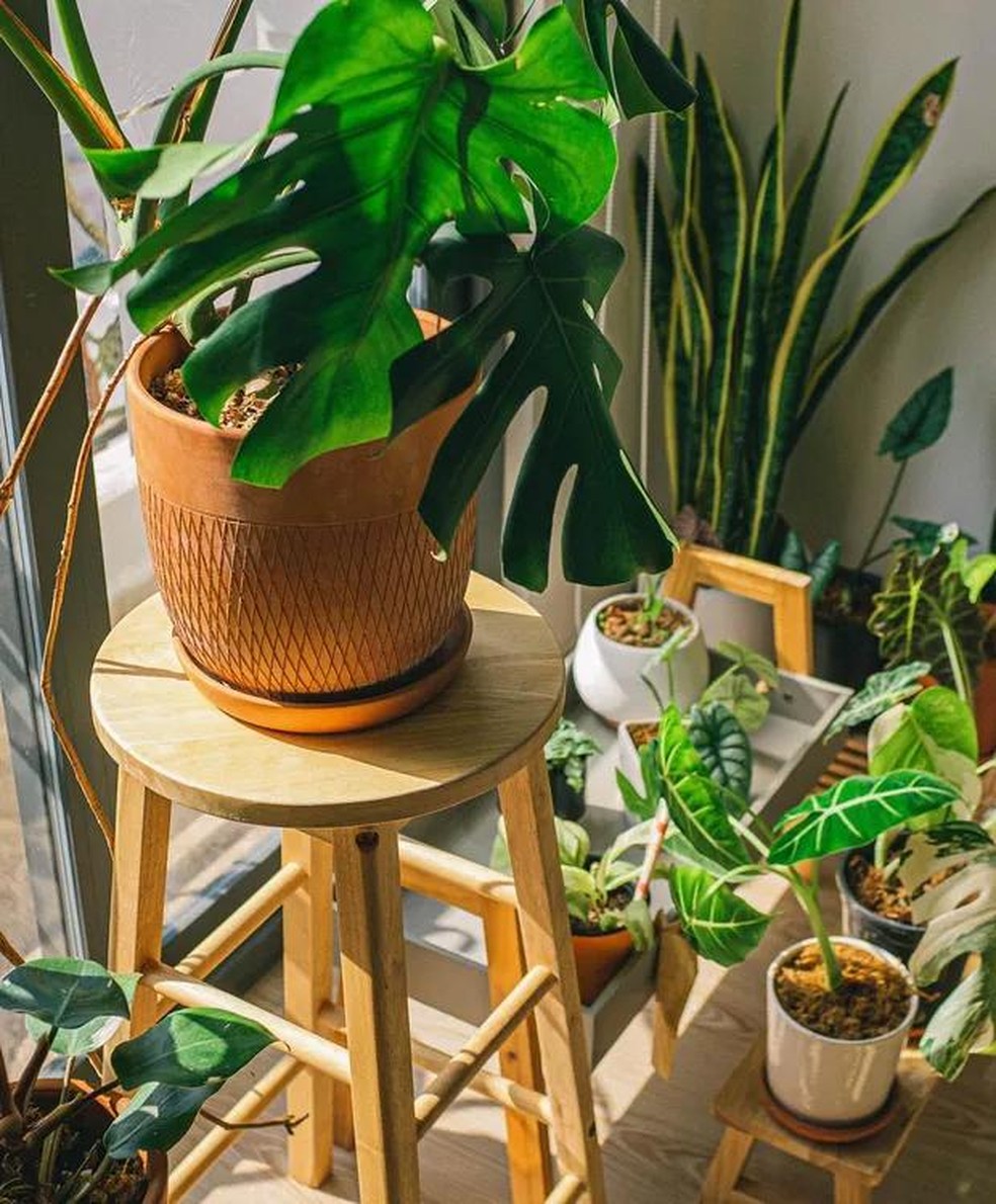 Benefícios das plantas que liberam oxigênio à noite