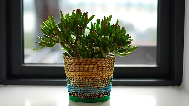 Manutenção de plantas no quarto: dicas essenciais