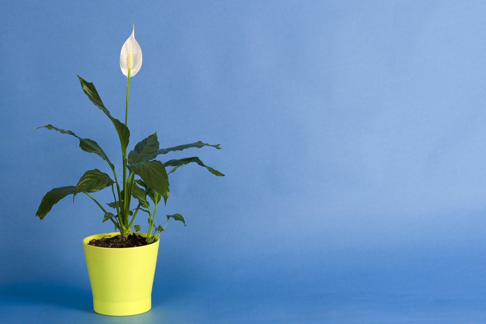 melhores plantas para quarto que purificam o ar