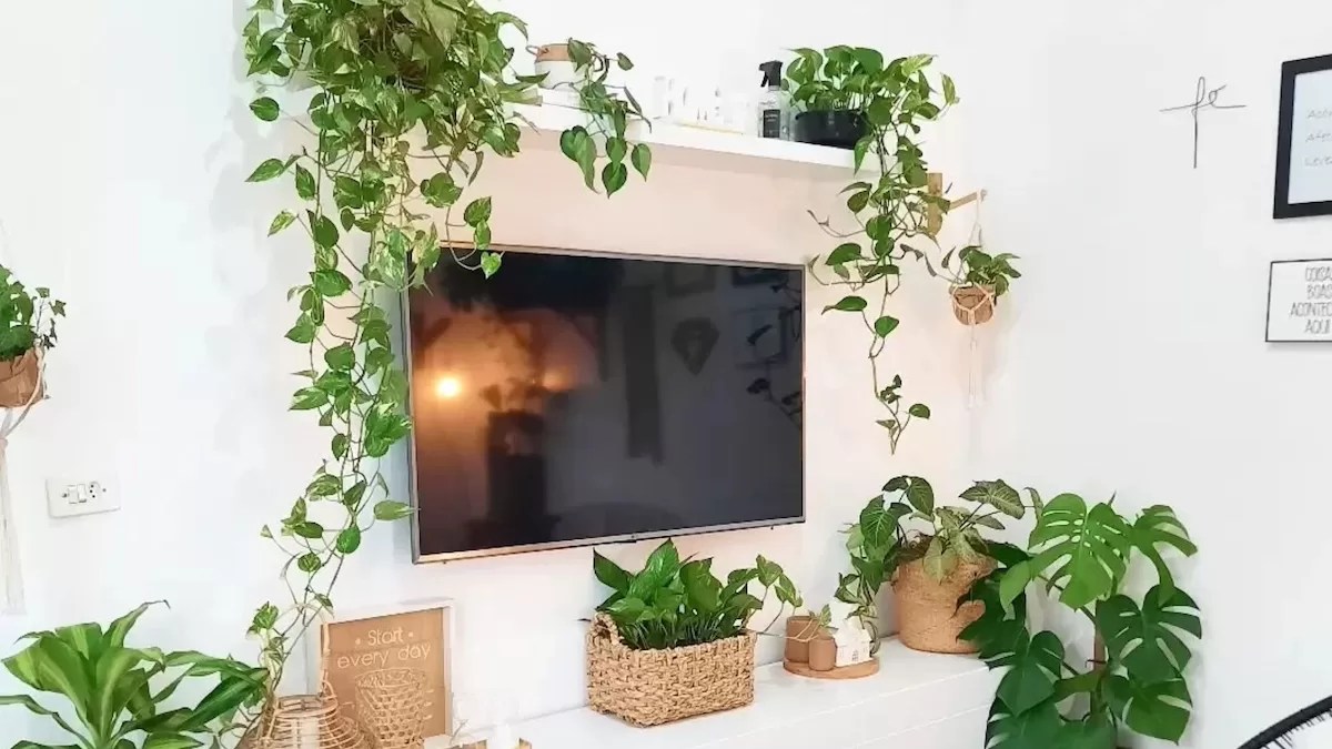 Como escolher plantas para quarto com pouca luz
