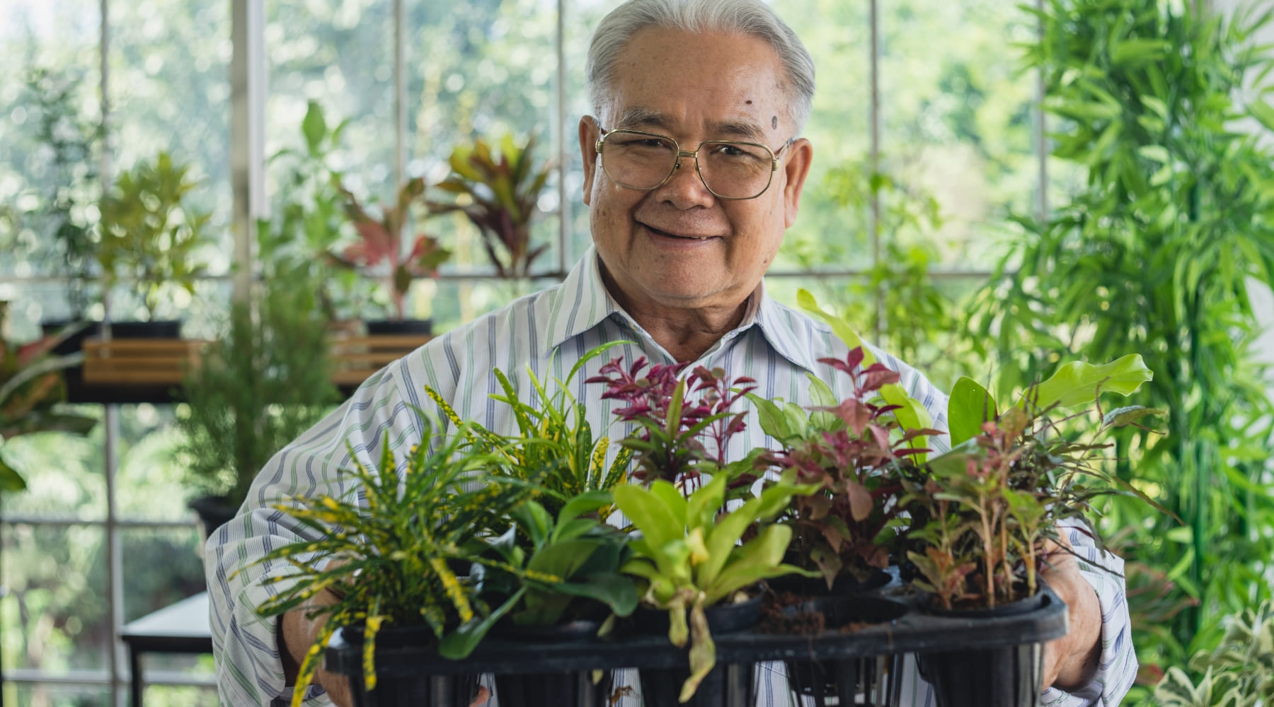 Plantas que combatem o mofo e a umidade no quarto