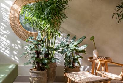 melhores plantas para sala escura