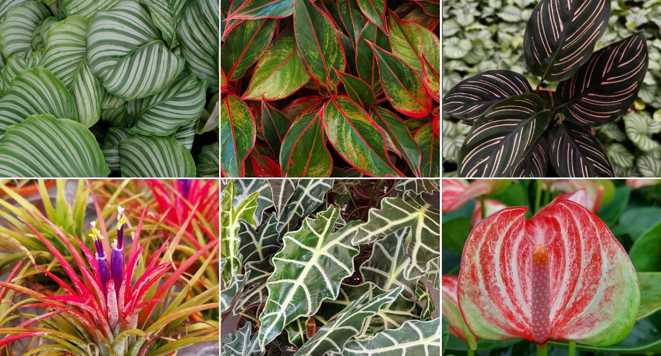 erros comuns ao cuidar de plantas em sala escura