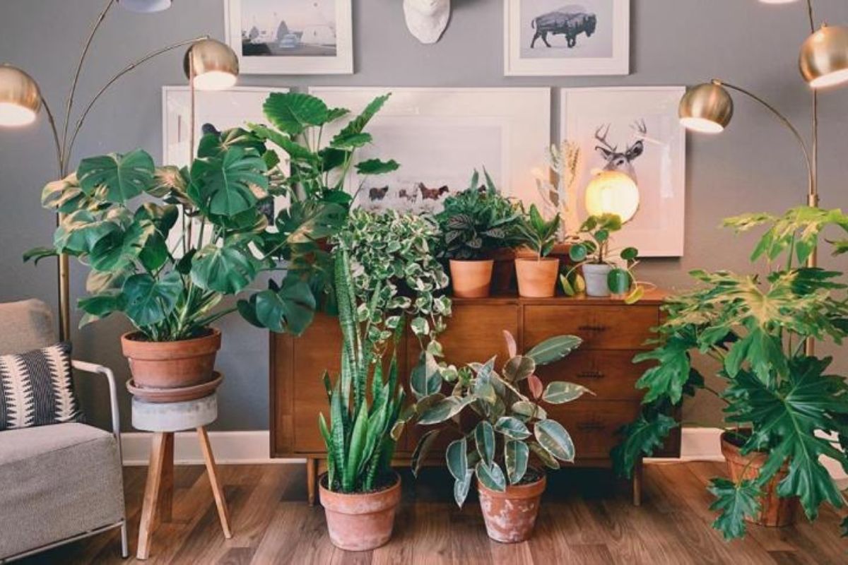 melhores plantas para ter dentro de apartamento