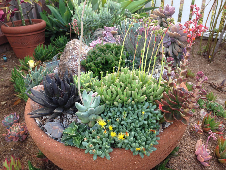 5 ideias de títulos:
1. As 10 Plantas Mais Resistentes para Apartamentos Pequenos em 2026
2. Como Escolher Plantas que Purificam o Ar e Transformam seu Lar
3. Tendências de Design de Interiores: As Plantas que Vão Dominar 2026
4. Guia Completo: Cuidados Essenciais para Plantas de Apartamento
5. Plantas Pet-Friendly: Beleza e Segurança para seu Lar