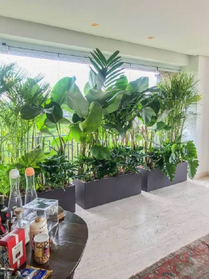 melhores plantas para ter dentro de apartamento