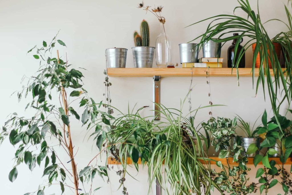 5 ideias de títulos:
1. As 10 Plantas Mais Resistentes para Apartamentos Pequenos em 2026
2. Como Escolher Plantas que Purificam o Ar e Transformam seu Lar
3. Tendências de Design de Interiores: As Plantas que Vão Dominar 2026
4. Guia Completo: Cuidados Essenciais para Plantas de Apartamento
5. Plantas Pet-Friendly: Beleza e Segurança para seu Lar
