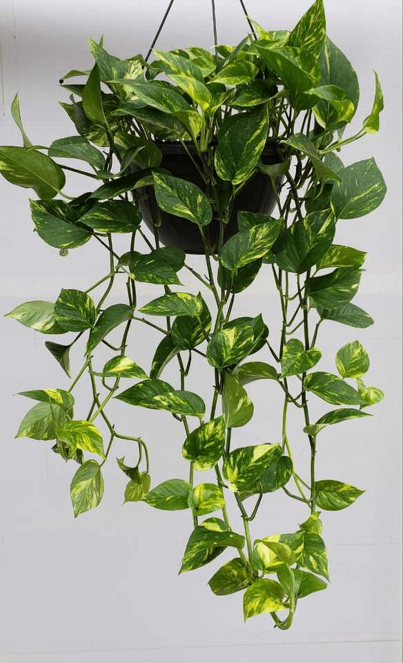 melhores plantas para ter dentro de apartamento