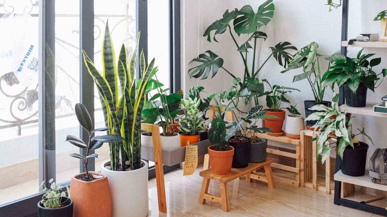 5 ideias de títulos:
1. As 10 Plantas Mais Resistentes para Apartamentos Pequenos em 2026
2. Como Escolher Plantas que Purificam o Ar e Transformam seu Lar
3. Tendências de Design de Interiores: As Plantas que Vão Dominar 2026
4. Guia Completo: Cuidados Essenciais para Plantas de Apartamento
5. Plantas Pet-Friendly: Beleza e Segurança para seu Lar