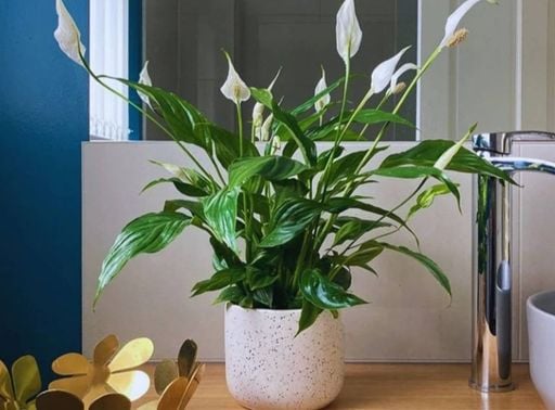 5 ideias de títulos:
1. As 10 Plantas Mais Resistentes para Apartamentos Pequenos em 2026
2. Como Escolher Plantas que Purificam o Ar e Transformam seu Lar
3. Tendências de Design de Interiores: As Plantas que Vão Dominar 2026
4. Guia Completo: Cuidados Essenciais para Plantas de Apartamento
5. Plantas Pet-Friendly: Beleza e Segurança para seu Lar