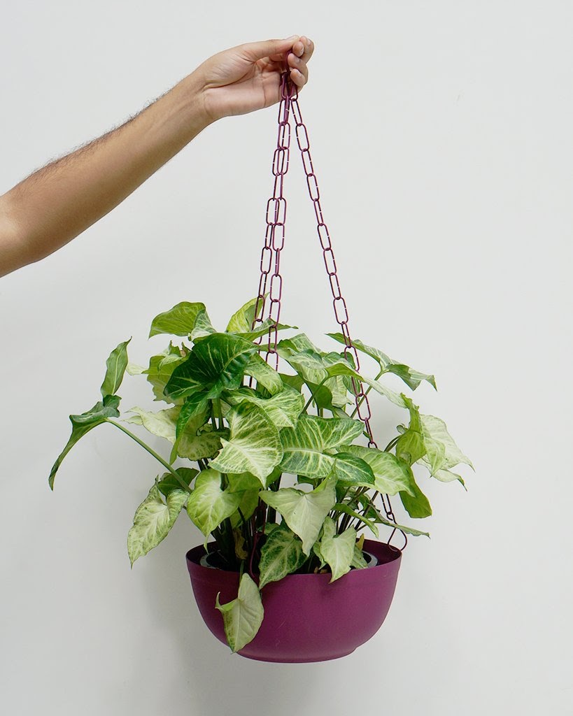 melhores plantas para ter dentro de apartamento