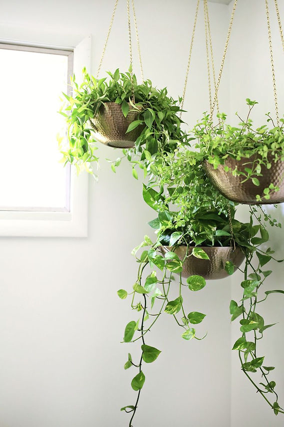 5 ideias de títulos:
1. As 10 Plantas Mais Resistentes para Apartamentos Pequenos em 2026
2. Como Escolher Plantas que Purificam o Ar e Transformam seu Lar
3. Tendências de Design de Interiores: As Plantas que Vão Dominar 2026
4. Guia Completo: Cuidados Essenciais para Plantas de Apartamento
5. Plantas Pet-Friendly: Beleza e Segurança para seu Lar