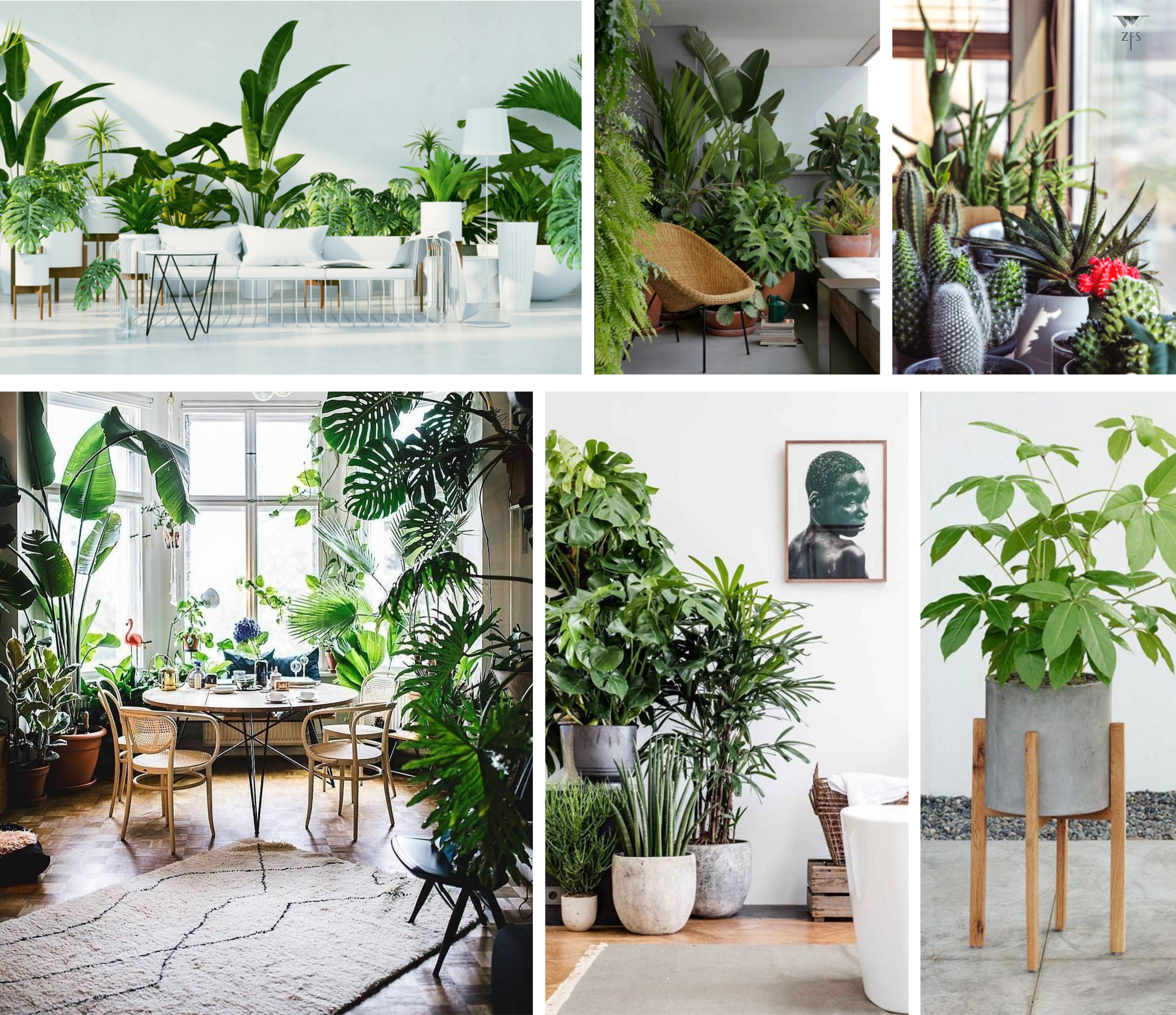 melhores plantas para ter dentro de apartamento