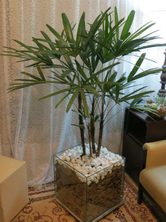 melhores plantas para ter dentro de apartamento