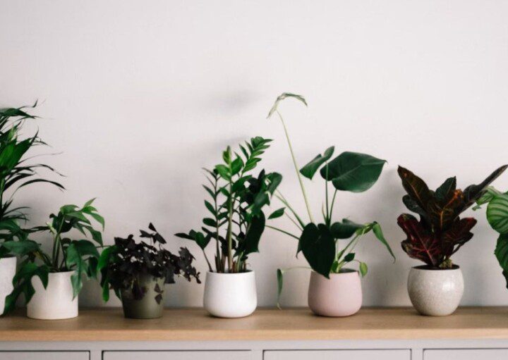 melhores plantas para ter dentro de apartamento