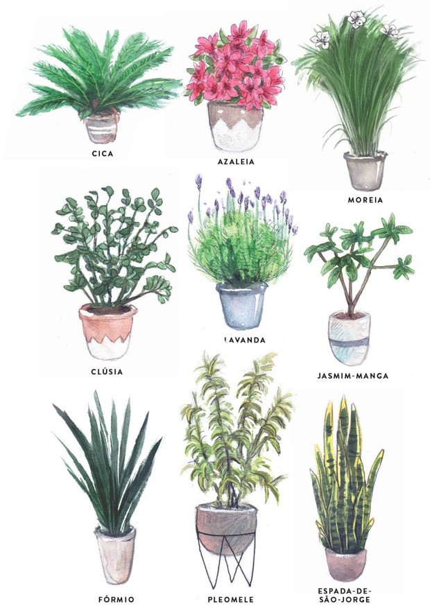 melhores plantas para varanda com muito vento