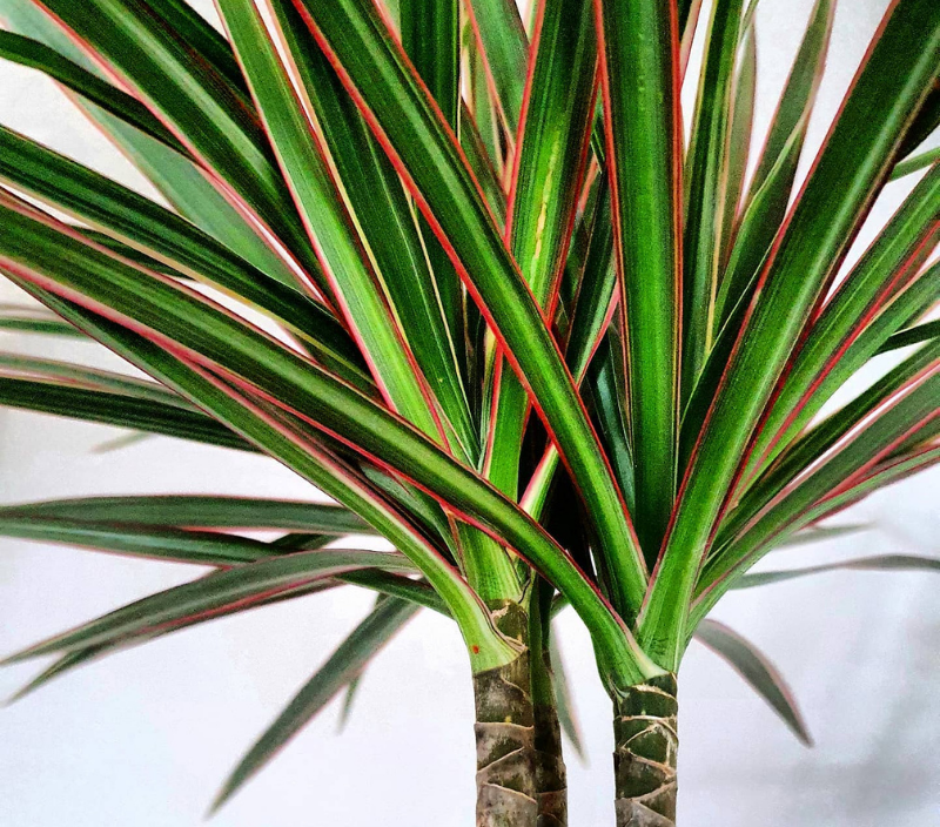 erros comuns ao escolher plantas para varanda com vento