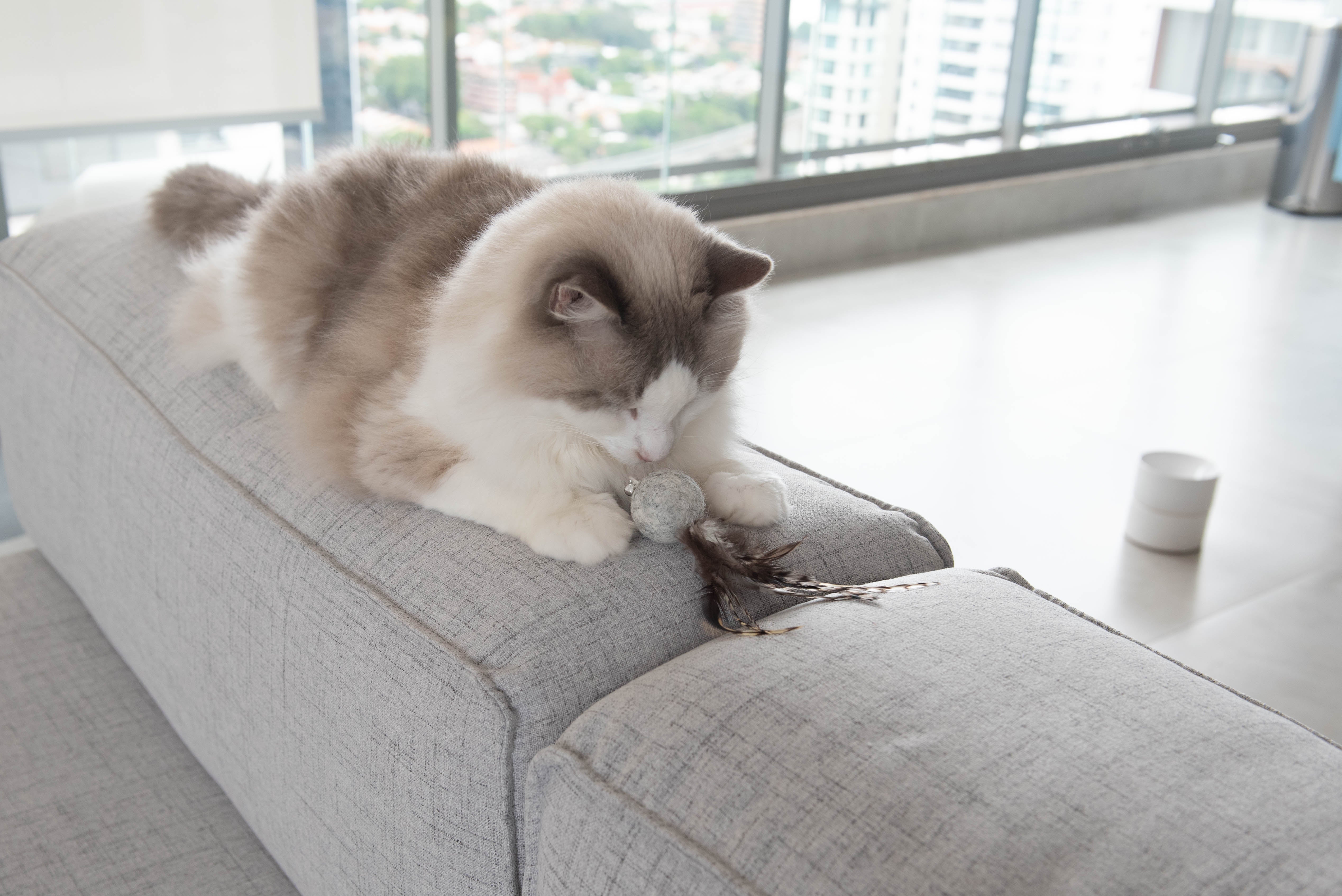 melhor tecido para sofá com gato