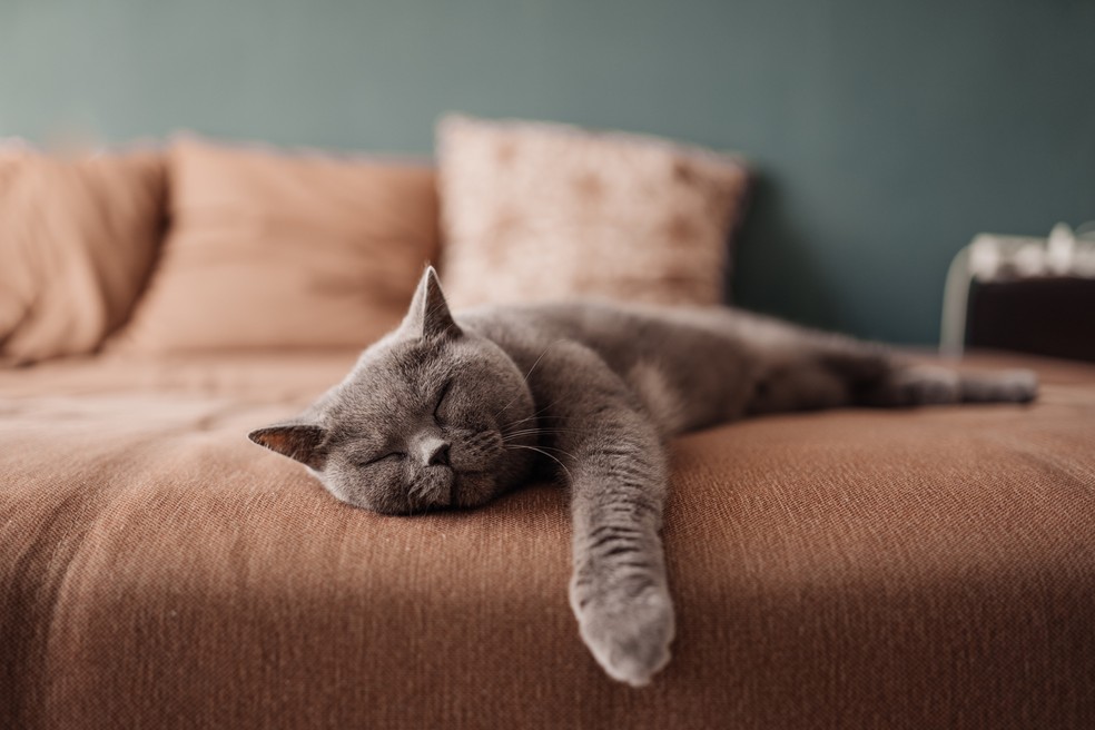 tecido anti-gato sofá