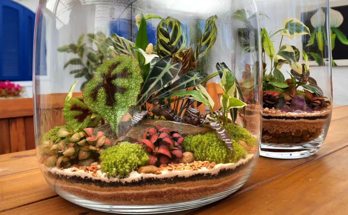 montar terrário para vender passo a passo