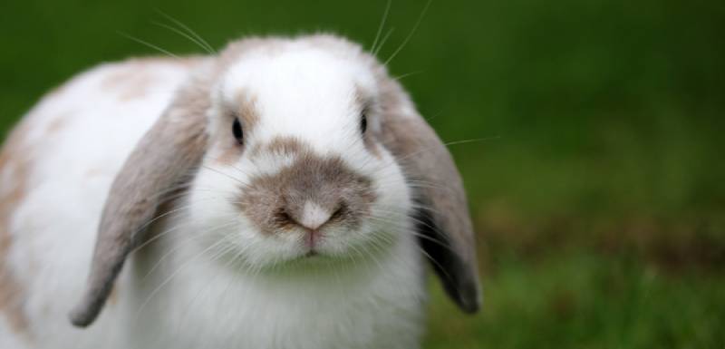 O Legado de Bugs Bunny: O Coelho Mais Icônico de Todos os Tempos