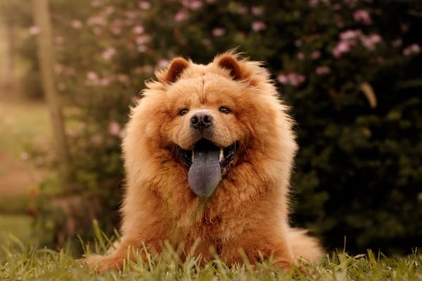 A história fascinante do Chow Chow