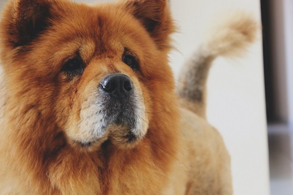 Chow Chow vs. Outras Raças: Qual a diferença?