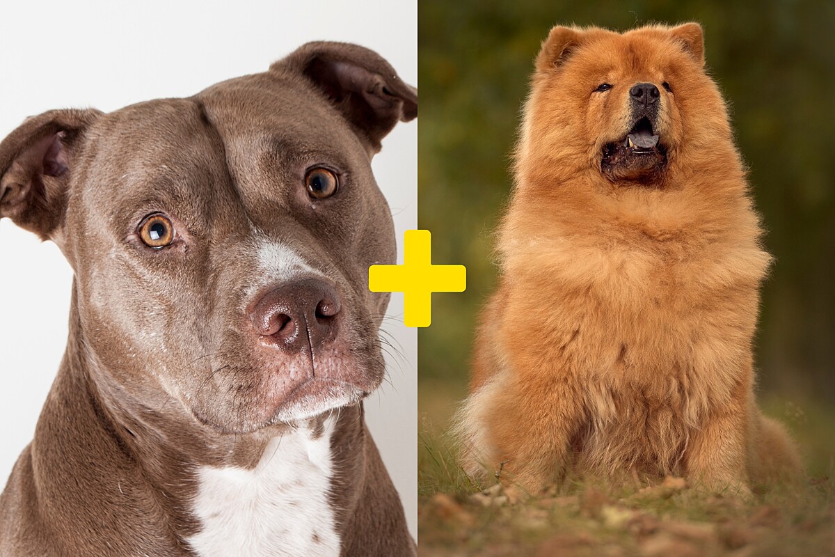 Cuidados essenciais com a pelagem do Chow Chow