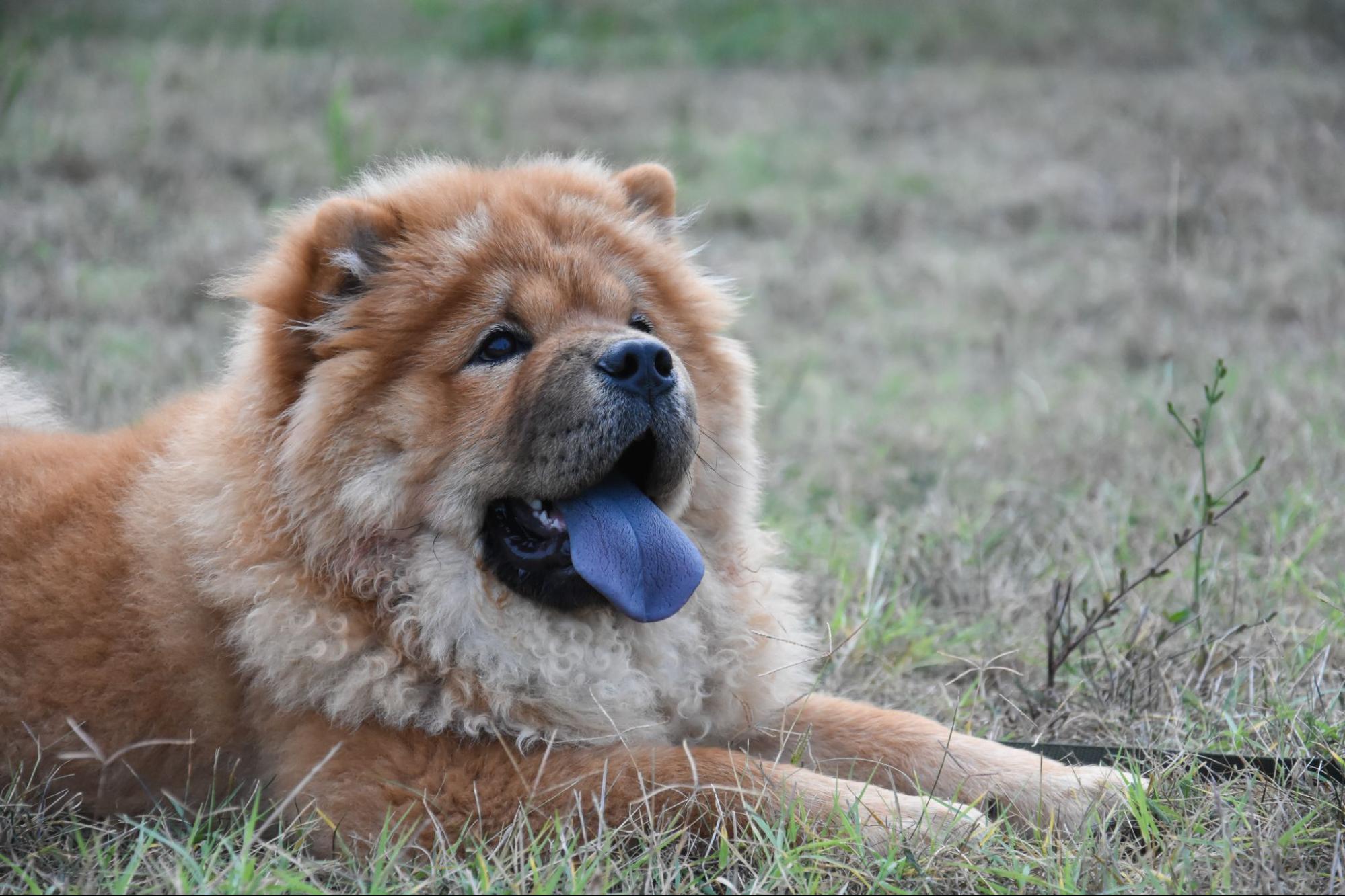 Personalidade do Chow Chow: O que esperar?