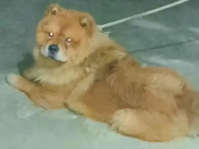 Chow Chow vs. Outras Raças: Qual a diferença?