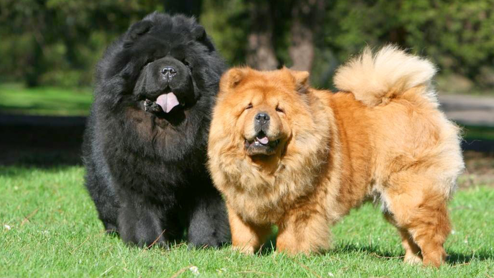 A história fascinante do Chow Chow