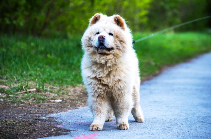 Como escolher o nome perfeito para seu pet