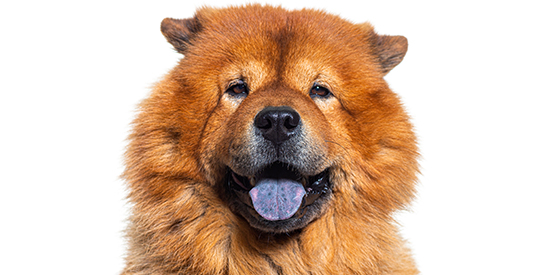 nomes para cachorro chow chow