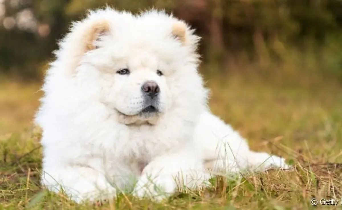 Cuidados essenciais com a pelagem do Chow Chow