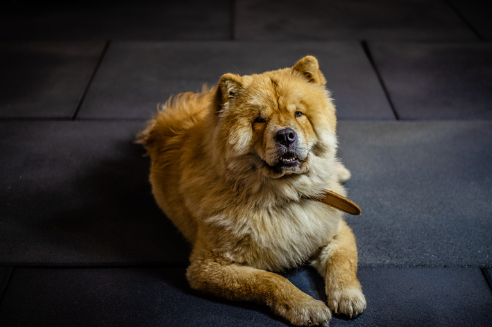 Personalidade do Chow Chow: O que esperar?