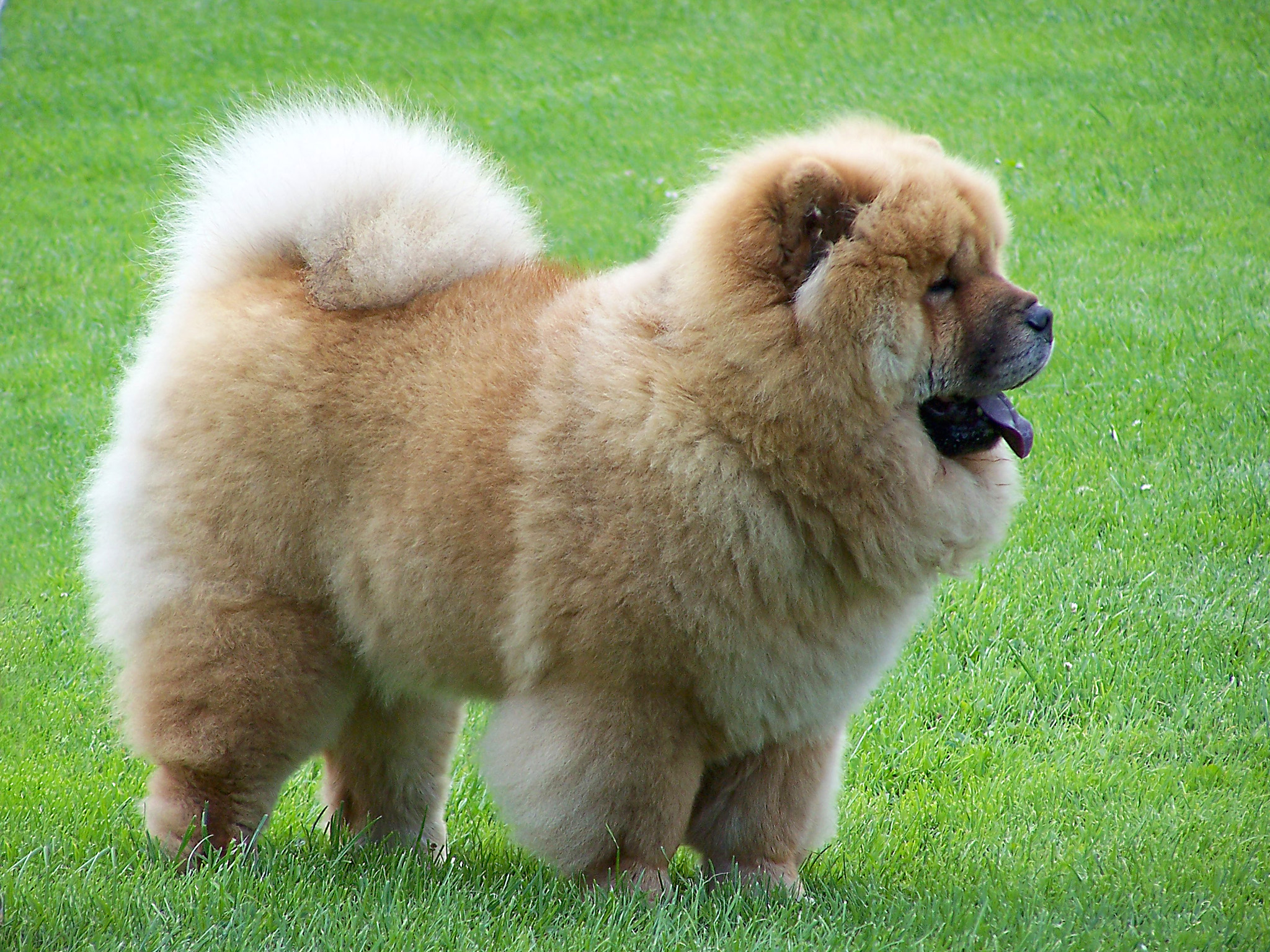 Chow Chow vs. Outras Raças: Qual a diferença?