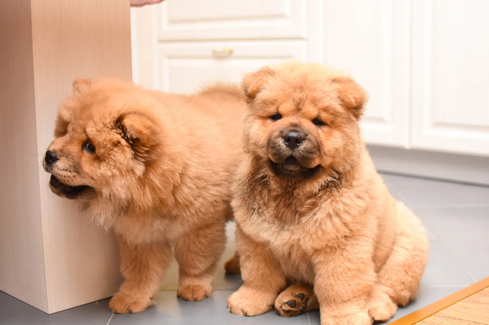 nomes para cachorro chow chow