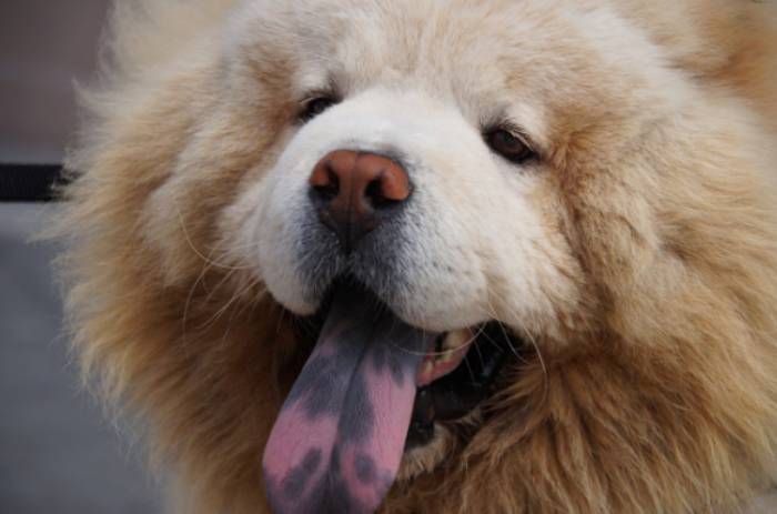 A história fascinante do Chow Chow