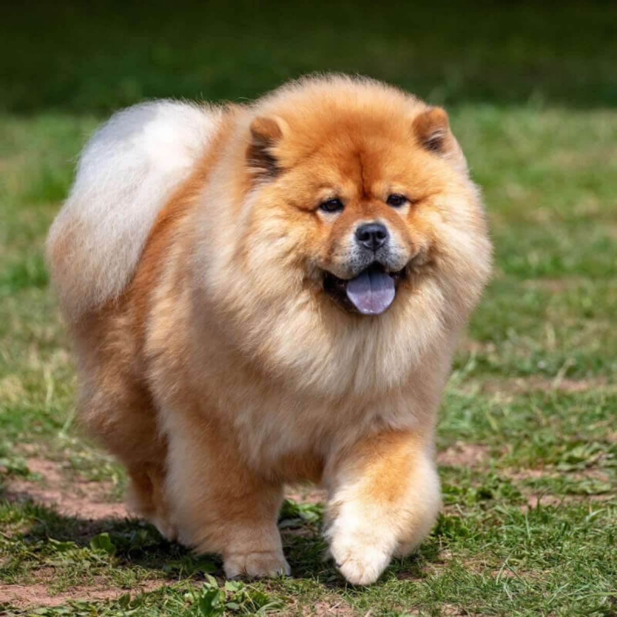 Cuidados essenciais com a pelagem do Chow Chow