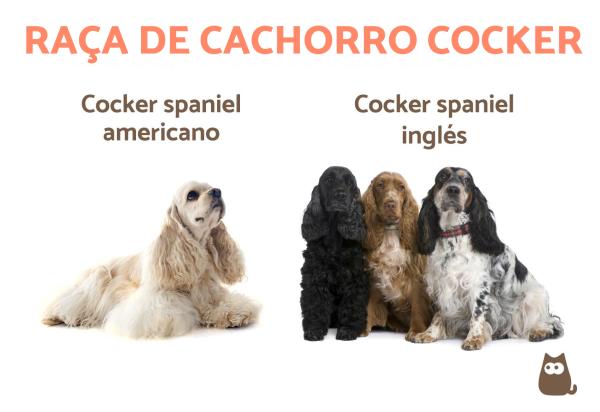 nomes para cocker spaniel inglês