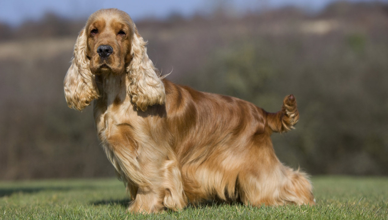 nomes para cocker spaniel americano