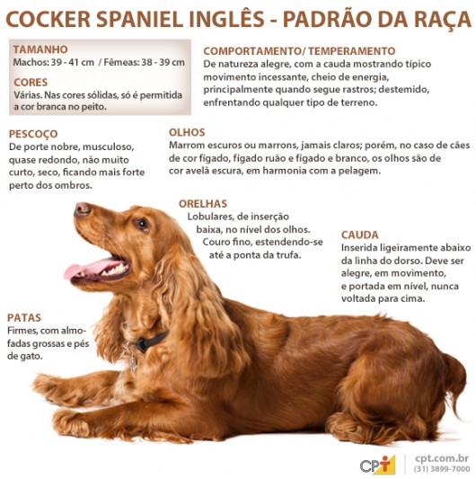 nomes de cachorros fêmeas cocker spaniel