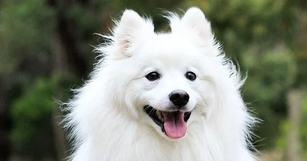 nomes para cachorras fêmeas com g