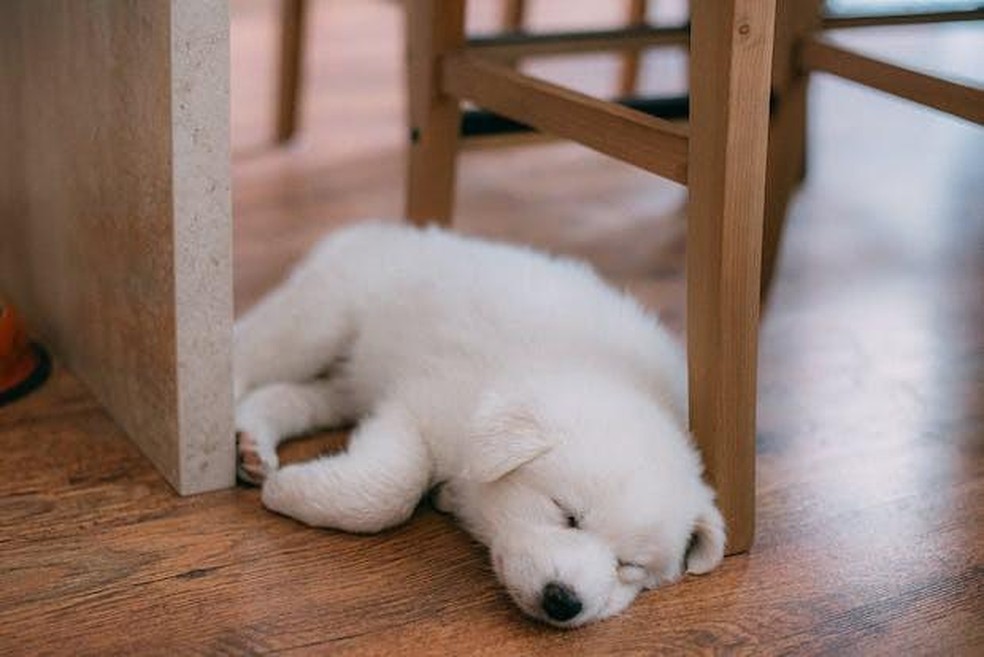 nomes de cachorros com g para cães grandes