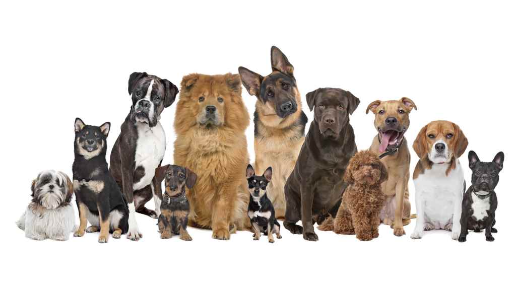 nomes de cachorros com g para cães pequenos