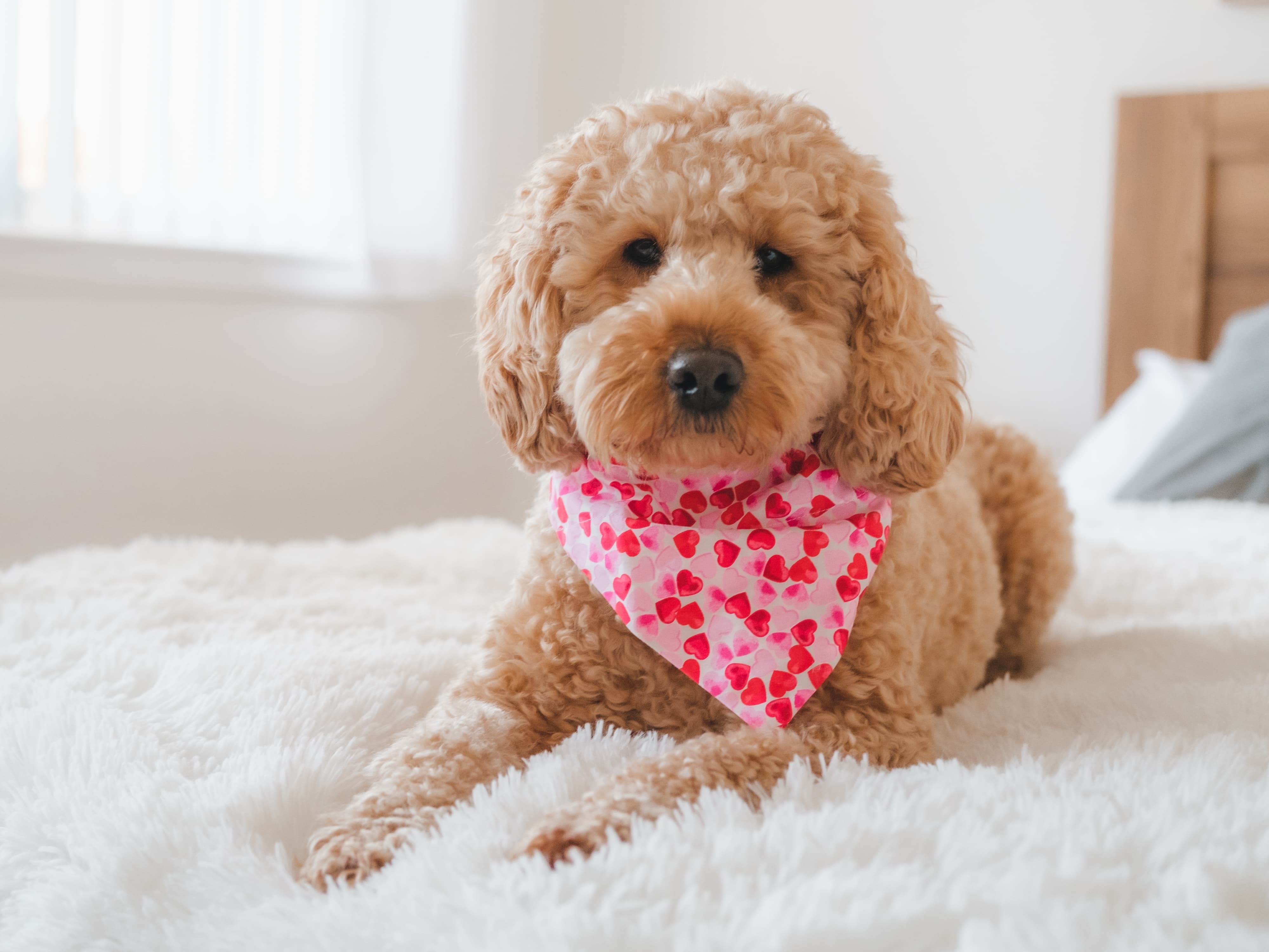 nomes de cachorros com g para cães brancos