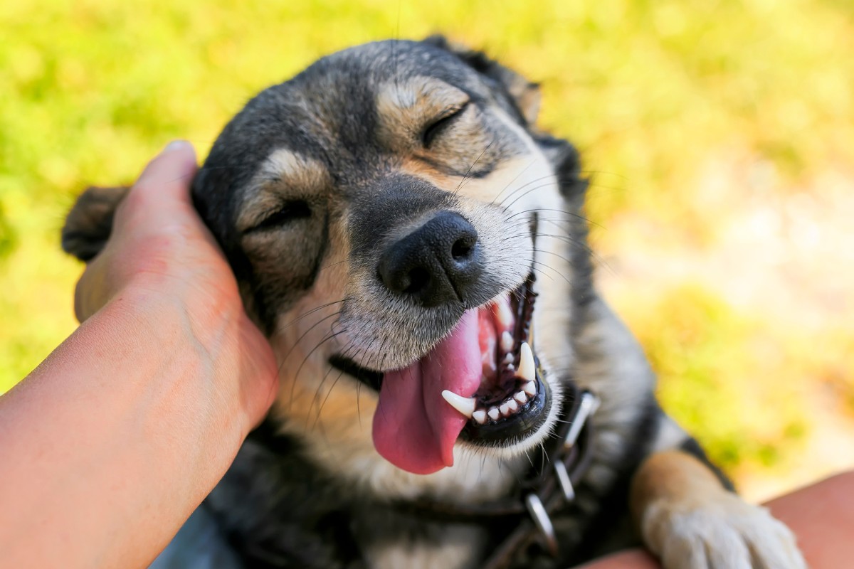 nomes para cachorros machos com g